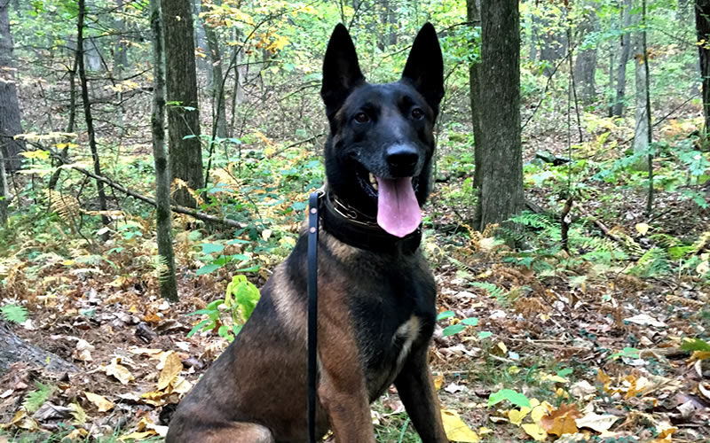 Battle Road K9 - Belgian Malinois named Boyou Glavin