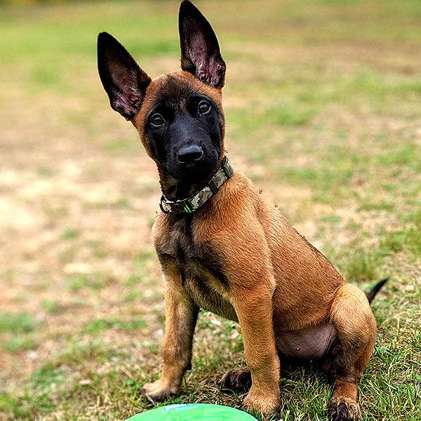 Battle Road K9 Belgian Malinois Play Companion