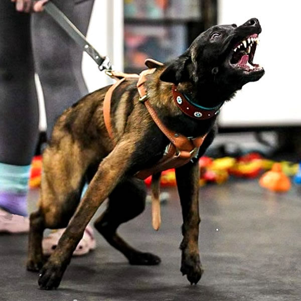 Battle Road K9 - top-rated breeder of AKC-registered, OFA-certified Belgian Malinois dogs with strong bloodlines.