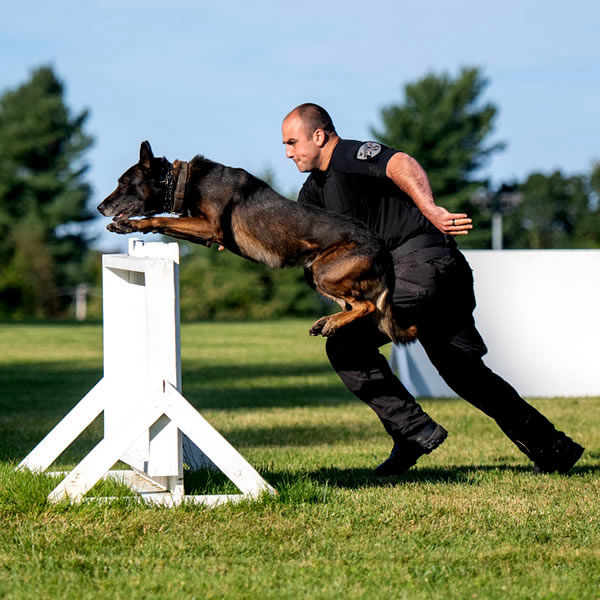 Battle Road K9 - Police Belgian Malinois K9