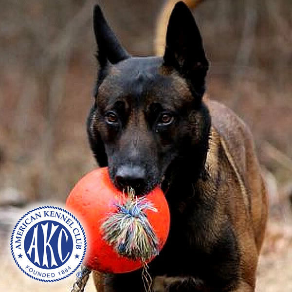 Battle Road K9 - Belgian Malinois - AFAR SEVERNI PROCYON is AKC REGISTERED - DN43467101 and OFC EXCELLENT FOR HIPS, ELBOWS AND SPINE