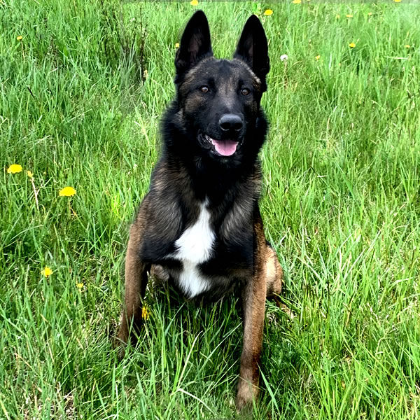 Battle Road K9 - Belgian Malinois named Ace