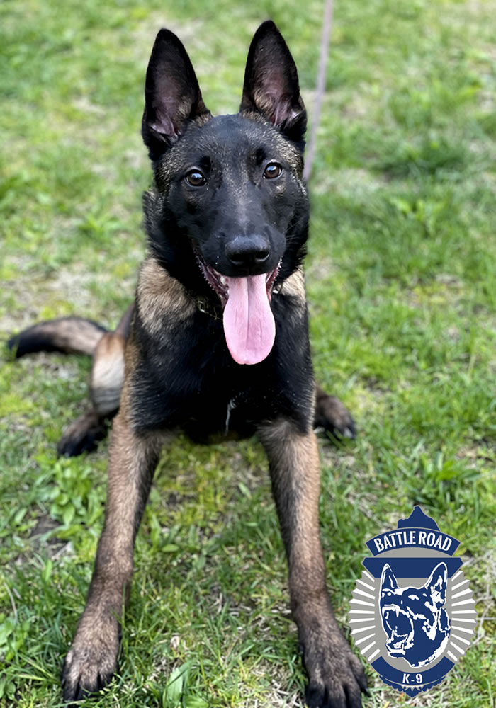 Battle Road K9 - Strong Police Belgium Malinois