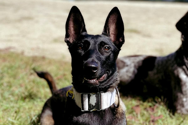Belgian Malinois Protection Dogs for sale