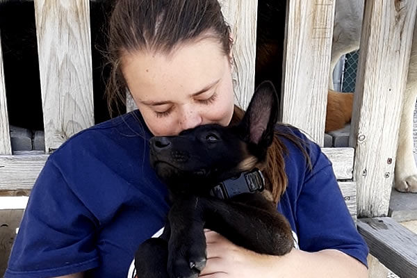 Battle Road K9 - Belgian Malinois Protection Dogs