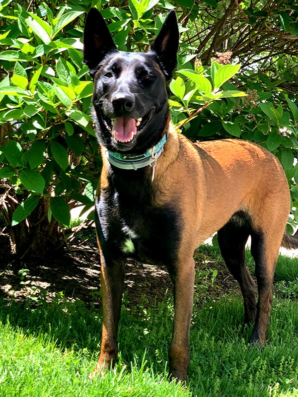 Battle Road K9 - Home Protection K9 - Leesi