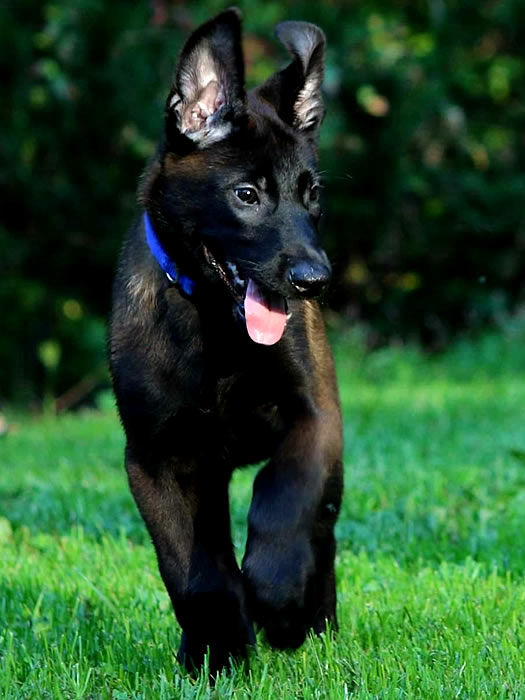 Battle Road K9 Toprated breeder of Belgian Malinois dogs