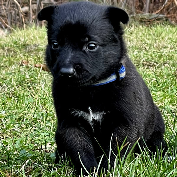 Battle Road K9 Belgian Malinois Litters For Sale