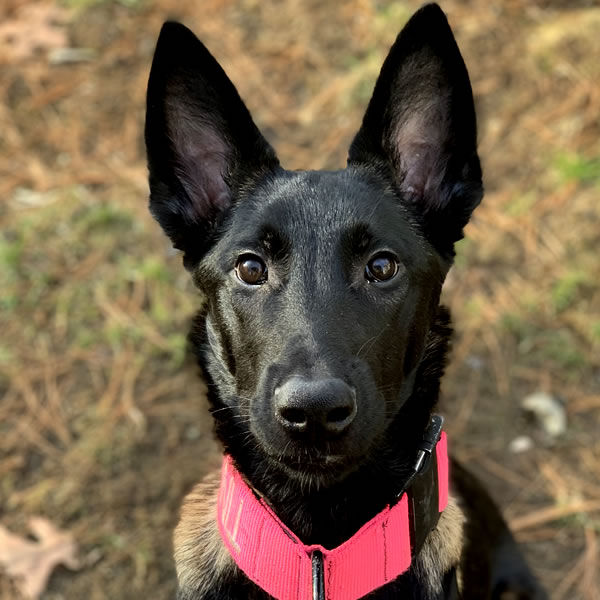 Battle Road K9 Black Belgian Malinois