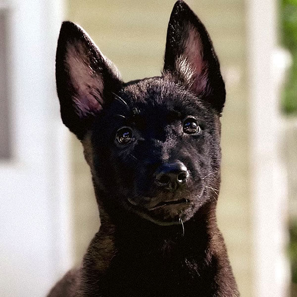 Battle Road K9 Black Belgian Malinois for sale