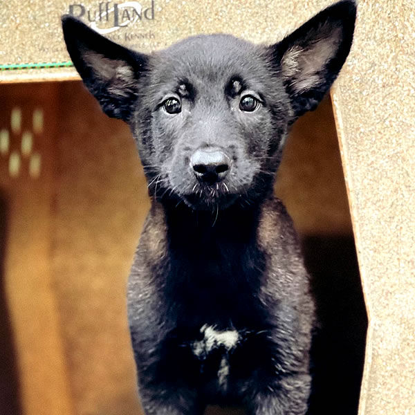 Battle Road K9 Black Belgian Malinois puppies for sale