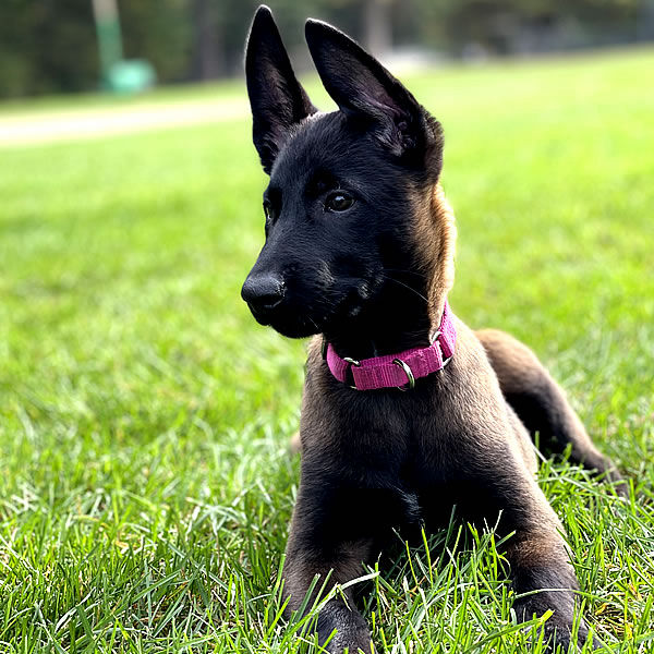 Battle Road K9 Belgian Malinois Litter for sale