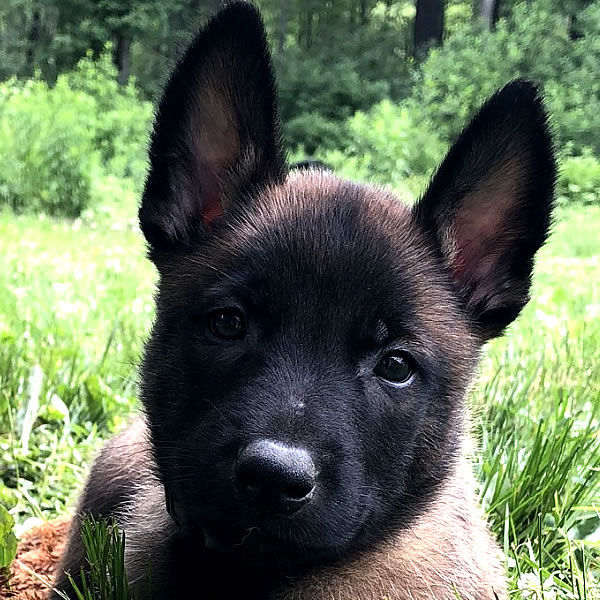 Battle Road K9 Black Belgian Malinois puppies for sale