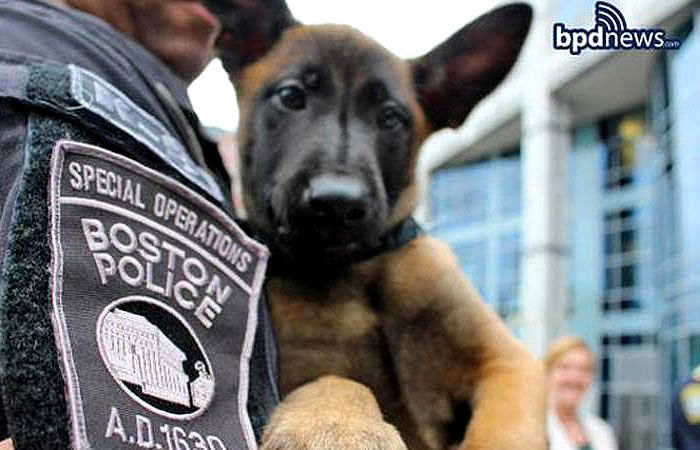 Boston Police K9 Viggo Belgian Malinois Protection Dog